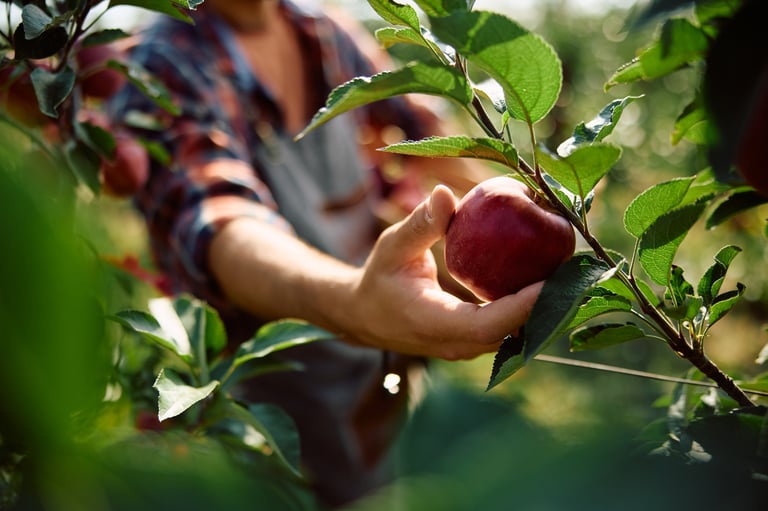 Close up of orchard worker picking ripe apples from a tree branch